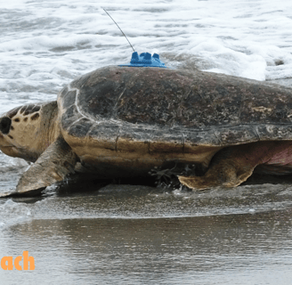 a caretta caretta turtle at İztuzu Beach