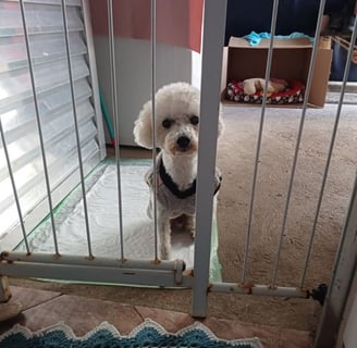 5001 - Macho encontrado jd Carlos Lourenço em Campinas/ foi tosado apos encontrado. 19-99797.0803
