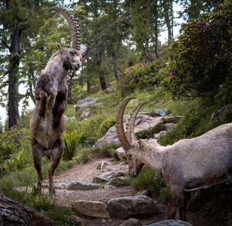 chamois combat