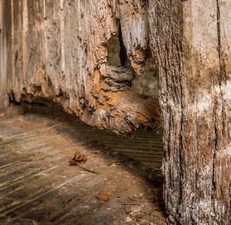Rotting wood and structural damage