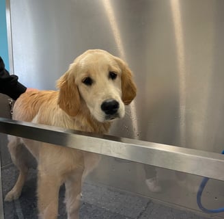 Photo de chien dans le dog wash