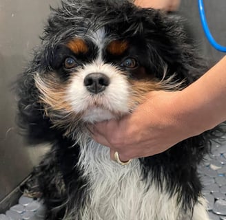 Photo de chien dans le dog wash