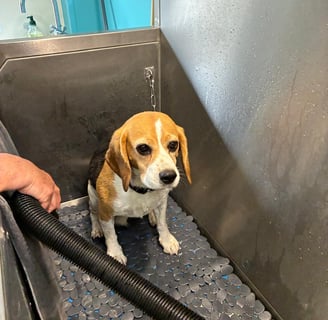 Photo de chien dans le dog wash
