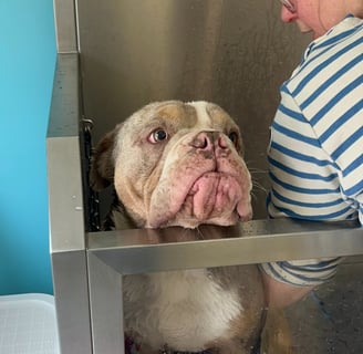 Photo de chien dans le dog wash