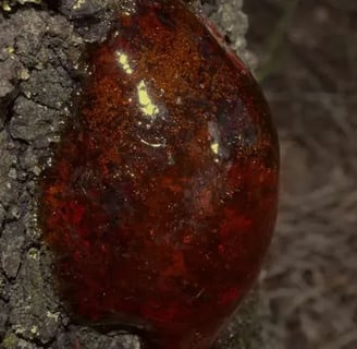 a red substance on a tree trunk trunk