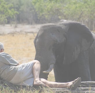 Rhino sitting in front of a bull elephant Savuti