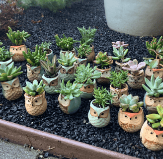 a group of small ceramic pots with succulent plants