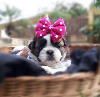 Shih tzu Mini em goiania