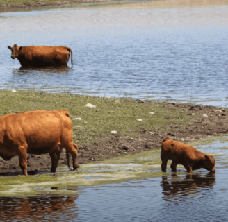 Cows drinking from a pond