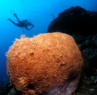 buceo Cayos Zapatillas Belice Escuela de buceo Puerto Cortes Honduras