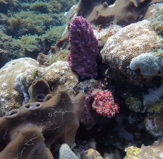 Actividad de protección de arrecifes. Buceo en Puerto Cortes Honduras