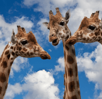 Giraffen im Coaching