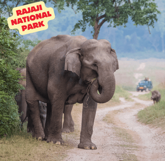 Rajaji national park