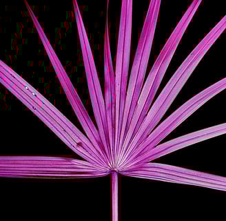 a pink palm tree with a black background