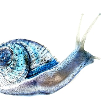 "lumaca" -"the time's slowness"-"snail" "foto" "photography"