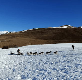 Chien de traineaux - hautes-pyrenees