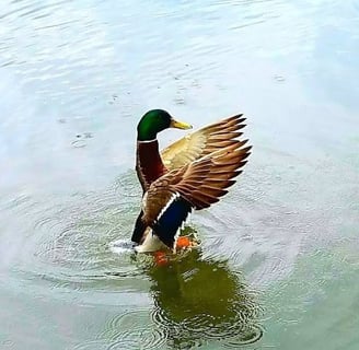 Oregon - the ducks love all the rivers & lakes