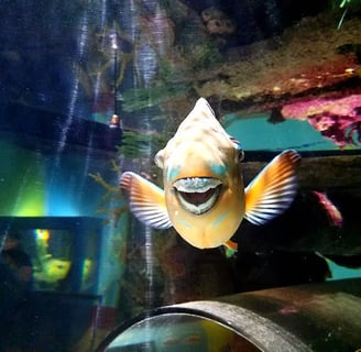 Oregon Coast - Parrot fish smiling at me at the Newport Aquarium