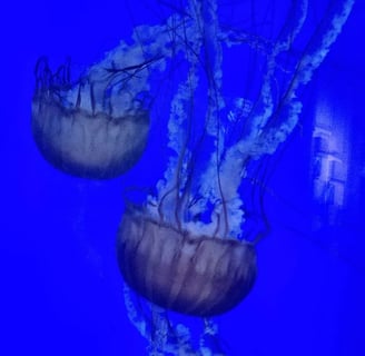 Oregon Coast - Newport Aquarium and jellyfish in a tank of brilliant blue water