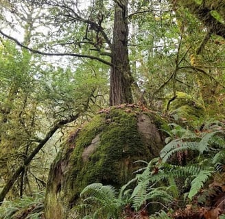 Powers OR - Elk Creek Falls trail & Big Tree Trail for world's largest Cedar