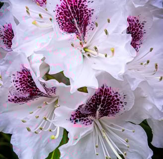 Oregon Coast - Rhododendrons in all different colors grow all over OR
