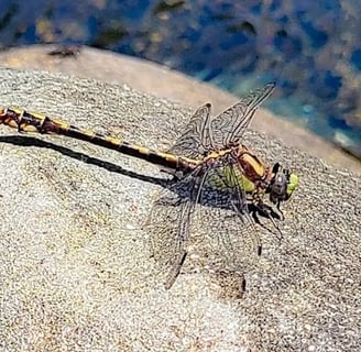 Powers - dragonfly resting on a rock at the Coquille River