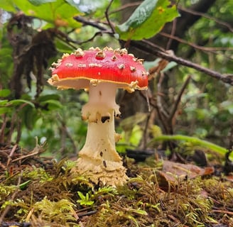 Oregon Coast - Lake Marie has a trail around a lake, full of mushrooms in late fall