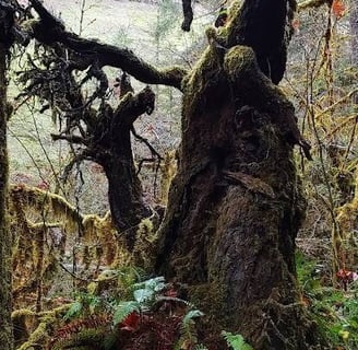 Waterfall Hwy, OR - A dark, creepy tree with no leaves on the Wolf Creek trail