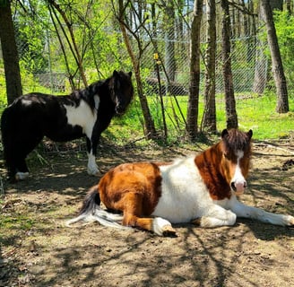 Health Vibes - miniature mini-horses recognized as service animals