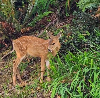 Oregon Coast - A baby deer standing in large ferns & plants along the road in Astoria