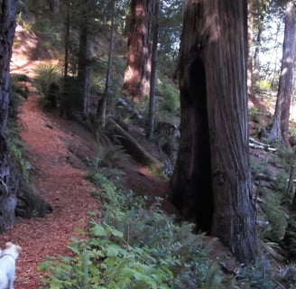 Oregon Coast - Hiking thru a redwood forest in Brookings