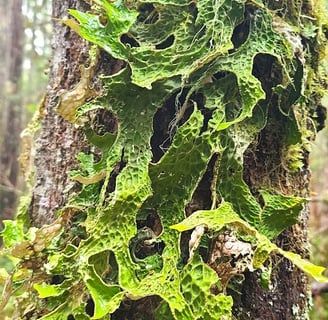 Waterfall Hwy, OR -Tree covered in huge green algae-looking leaves at Colliding Rivers in Glide