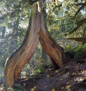 Columbia River Gorge, Oregon - an odd tree along the trail to Latourell Falls