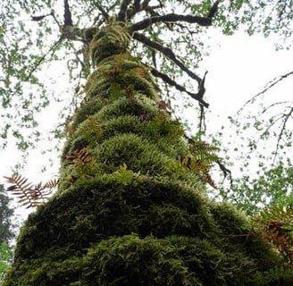 Columbia River Gorge, Oregon - the gorge area is a subtropical forest so moss can engulf the trees