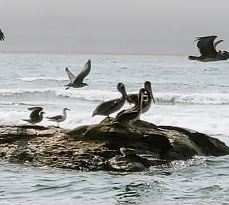 Oregon Coast - Pelicans hanging out on rocks near the shore in Depoe Bay
