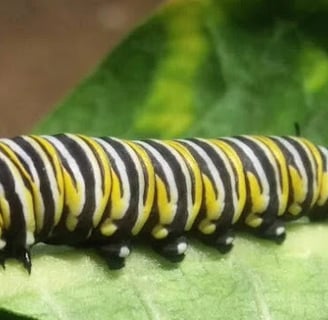Elkton OR - a Monarch butterfly caterpillar at the Butterfly Pavilion