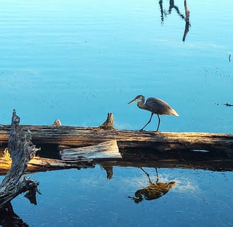 Oregon Coast -Coos Bay Empire Lakes has miles of nature trails & wildlife like a heron