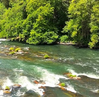 Eugene - Willamette River along Nature Loop Trail at Alton Baker Park