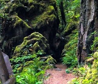 Waterfall Hwy, OR - Fall Creek Falls trail goes thru a dark cave, like a spooky Halloween scene
