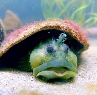 Oregon Coast - Weird creatures at Coos Bay/Charleston Marine Life Center