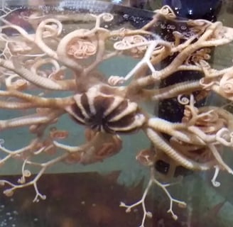 Oregon Coast - Coos Bay/Charleston Marine Life Center sea creature