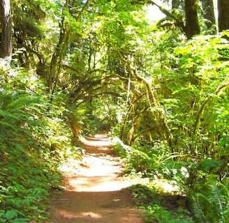 Eugene, OR - The wooded trail at the McDowell Creek Park loop trail