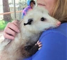 Oregon Coast - Petting the animals at the West Coast Game Park Safari in Bandon