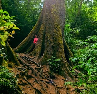 Oregon Coast - Nature trail south of Astoria is a big tree with an opening in the trunk both sides