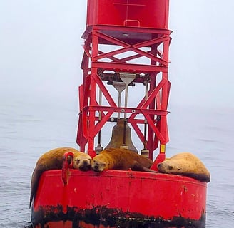 Oregon Coast - Seals on buoy at Depoe Bay whale watching
