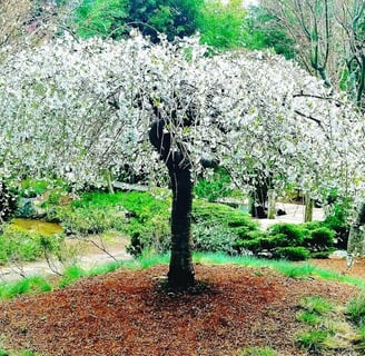 Oregon Coast -Coos Bay Mingus Park, white flowering tree by the Japanese gardens