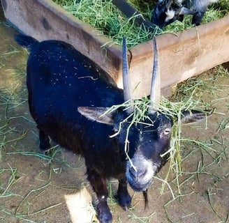 Oregon Coast - A goat roams free around the West Coast Game Park Safari