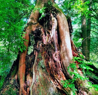 Oregon Coast - Lots to see in this woodded trail around Lake Marie