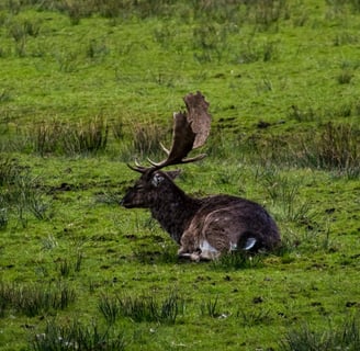 CA Coast - An elk in the viewing area at Redwood National Park