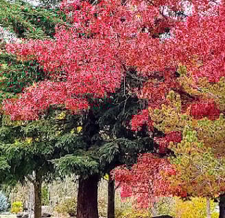 Roseburg - surrounded by nature, trees, rivers, and mountains
